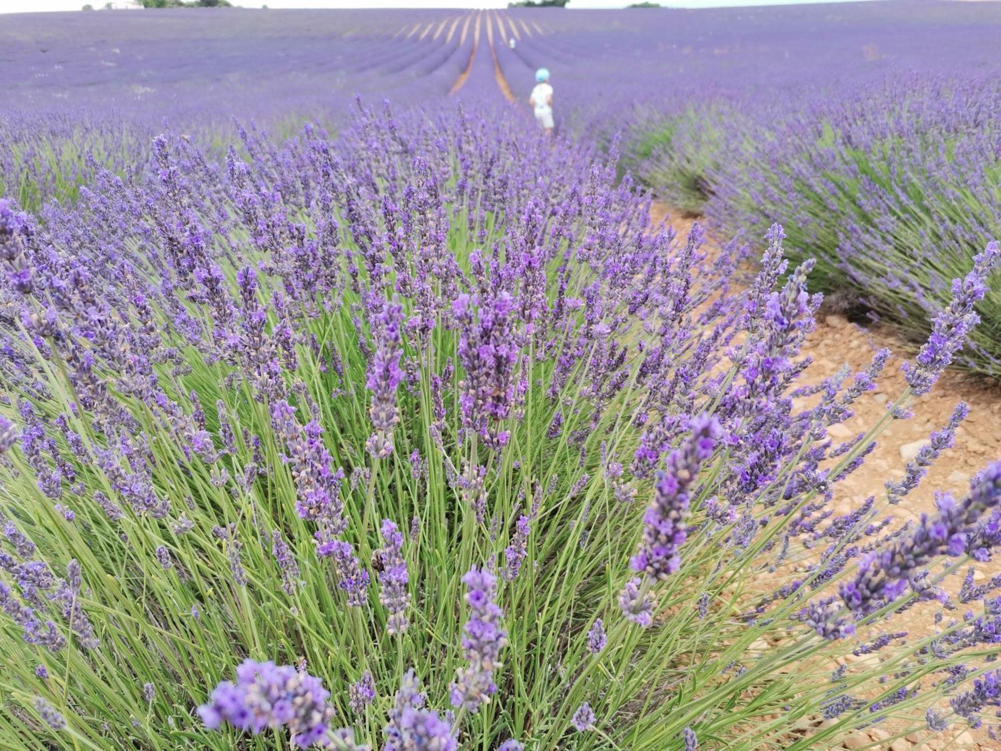 Gite En Provence "Rose" Modene Esterno foto