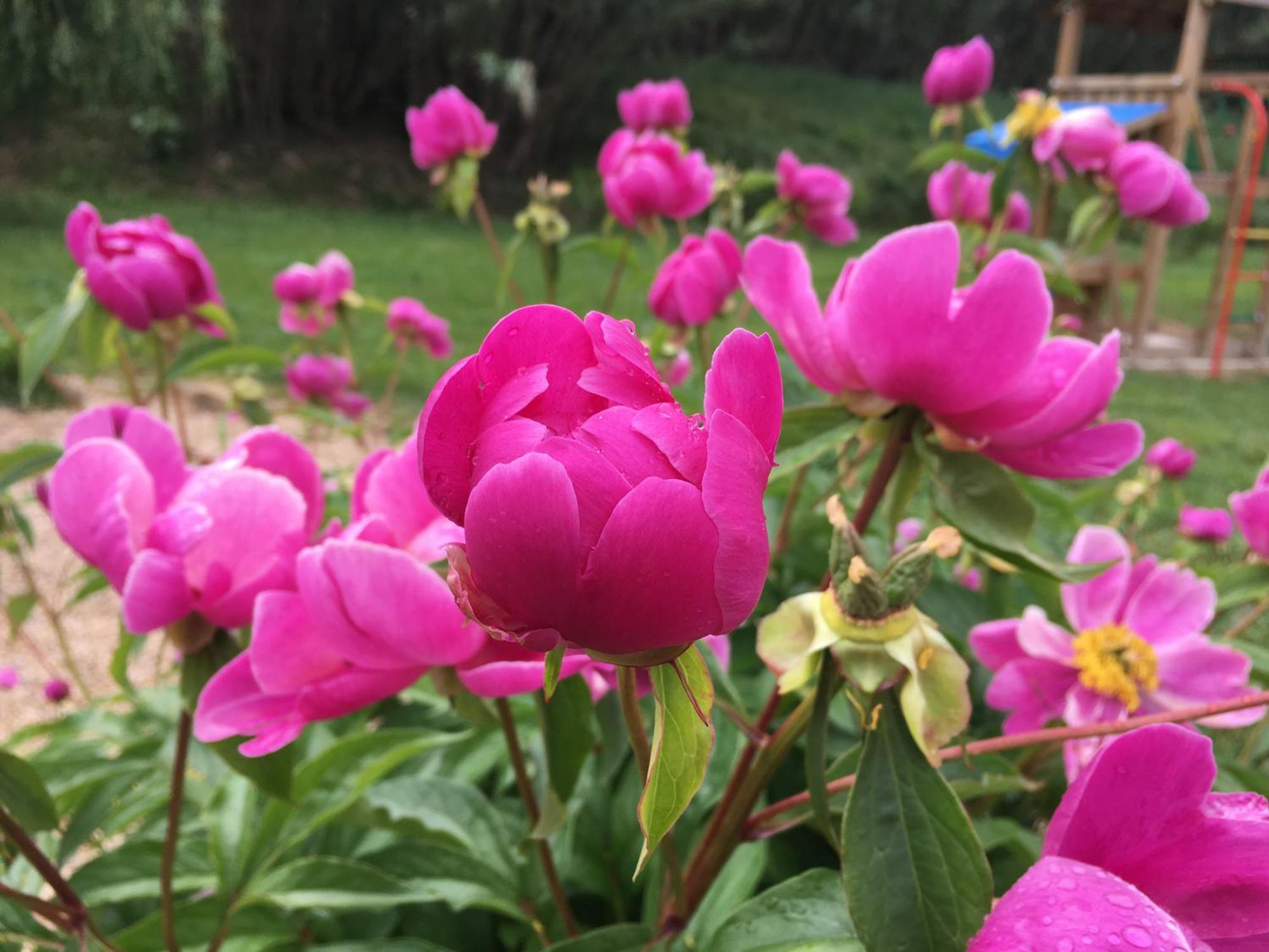 Gite En Provence "Rose" Modene Esterno foto